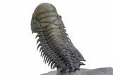 Flying Crotalocephalina Trilobite - Exposed Hypostome #359159-5
